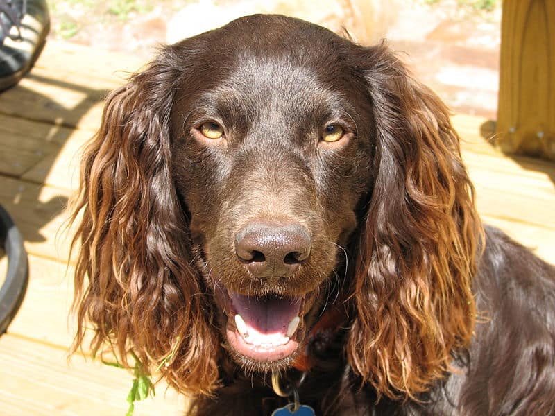 Maturo Boykin Spaniel