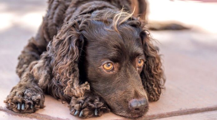 American Water Spaniel vs Boykin Spaniel: quali sono le differenze?
