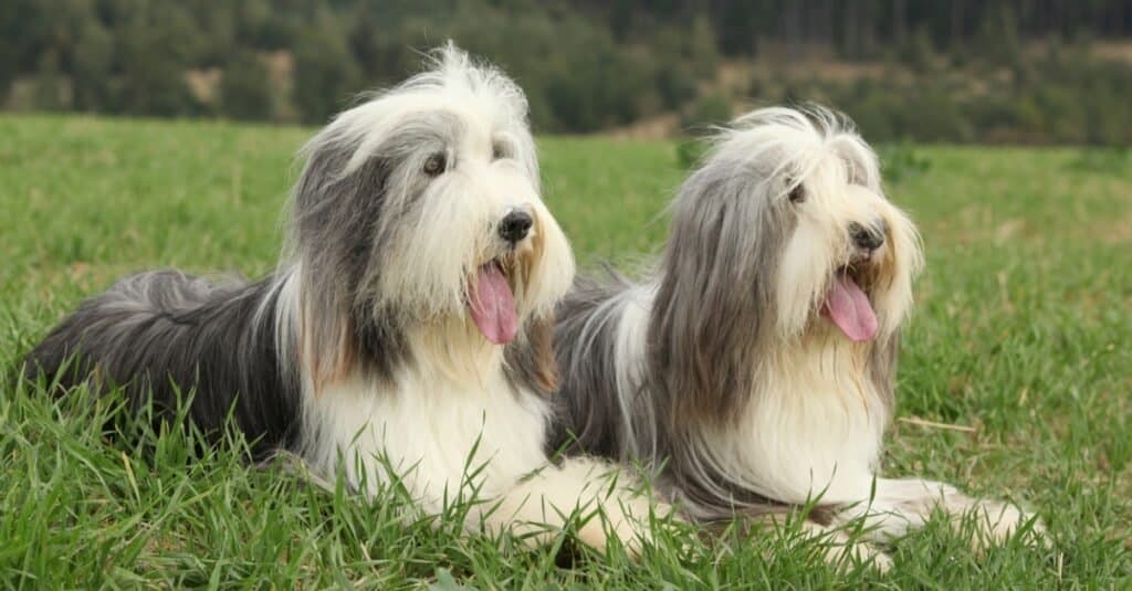 Tipi di cani heeler - Bearded Collie