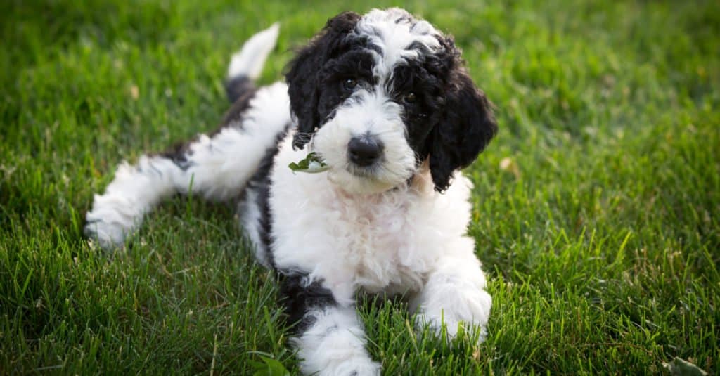 Un cucciolo di Sheepadoodle di 6 settimane