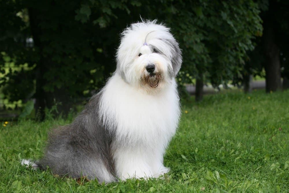 miglior cane di grossa taglia - Old English Sheepdog
