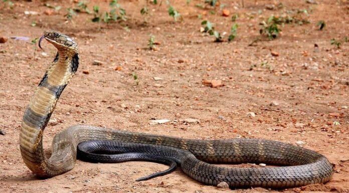 What Do King Cobras Eat - cobra eat snakes and lizards