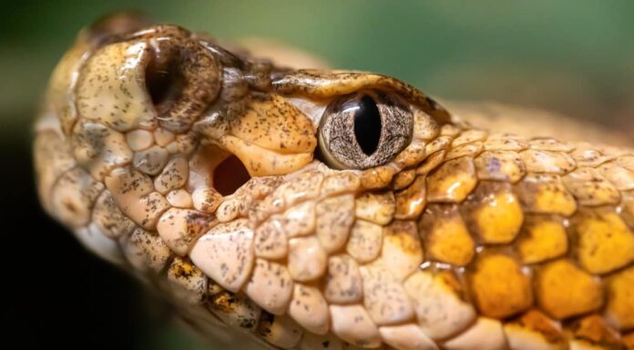 Scopri i 4 serpenti più grandi e pericolosi del Maryland quest'estate
