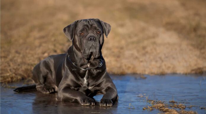 10 fatti incredibili su Cane Corso
