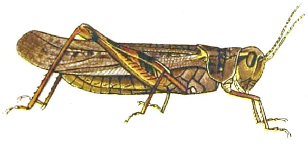 Locusta delle montagne rocciose, Melanoplus spretus