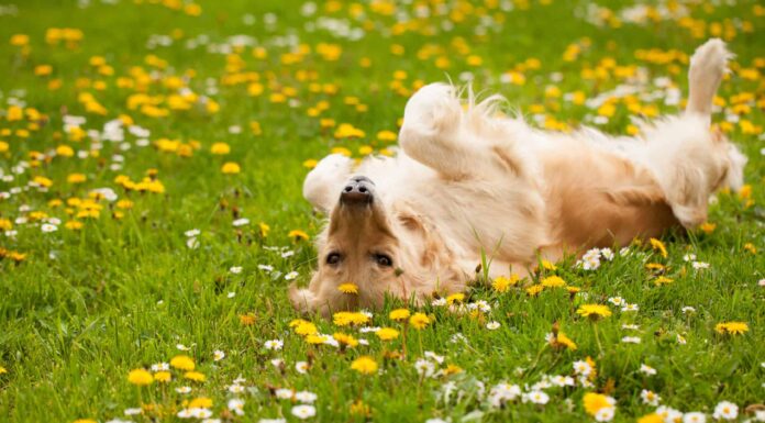 10 fatti incredibili sul Golden Retriever
