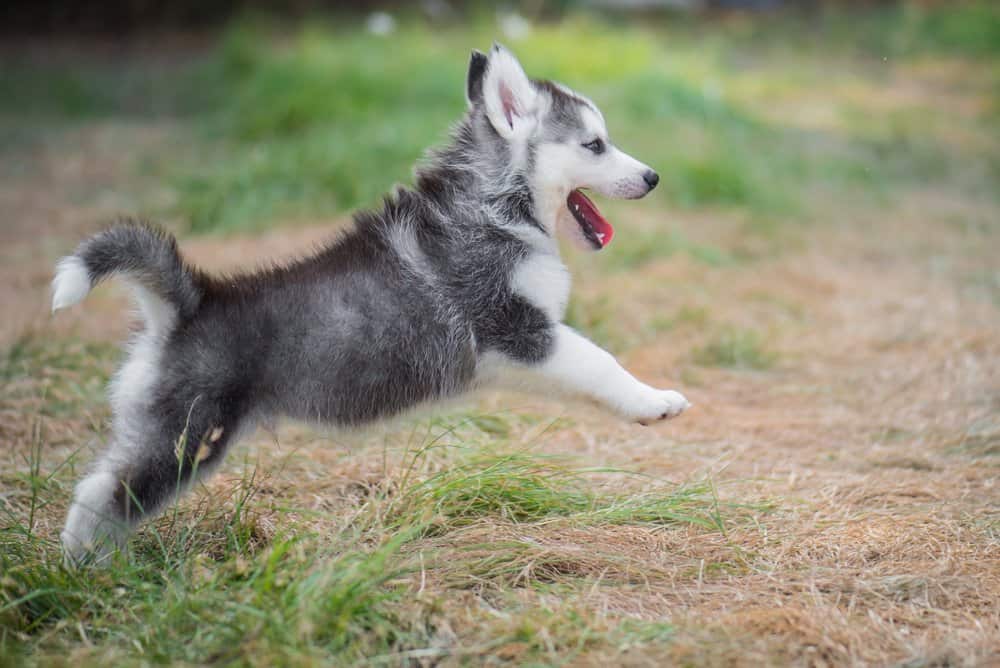 Cucciolo del husky siberiano che gioca fuori