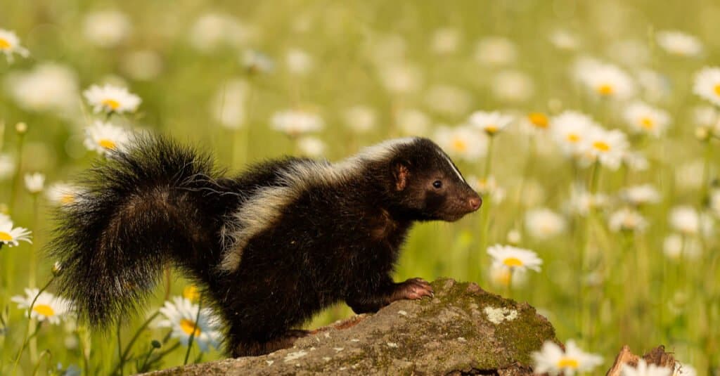 Baby skunk - Puzzola in campo