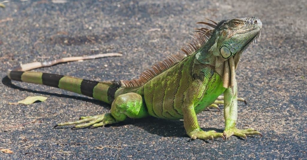 Iguana verde di proprietà dell'animale domestico esotico