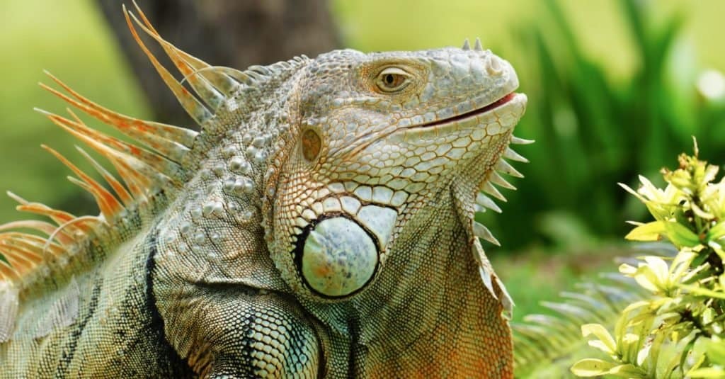 Iguana verde conosciuta anche come iguana americana