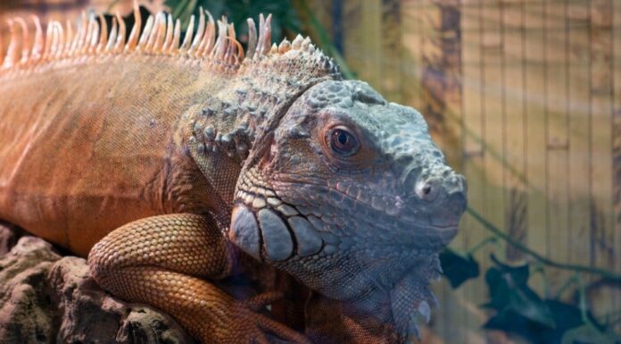 10 fatti incredibili sull'iguana
