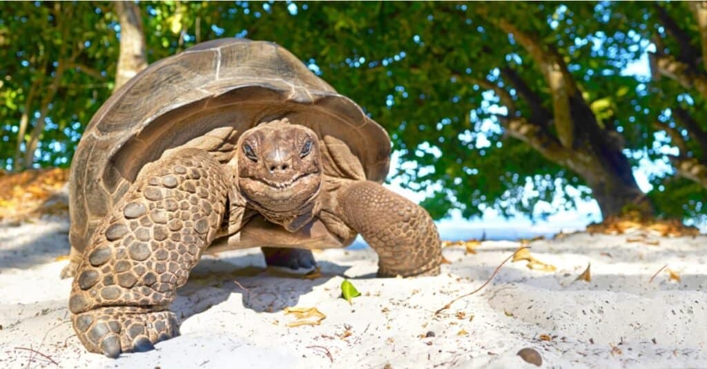 Animali più lenti: Tartaruga gigante