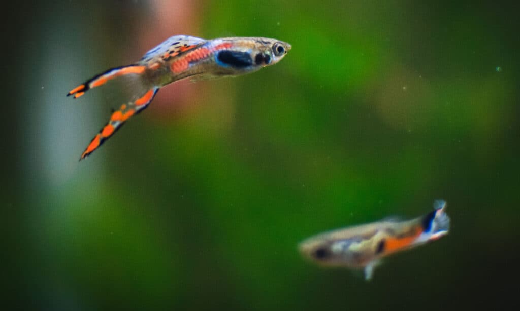 endler guppy nel mio acquario