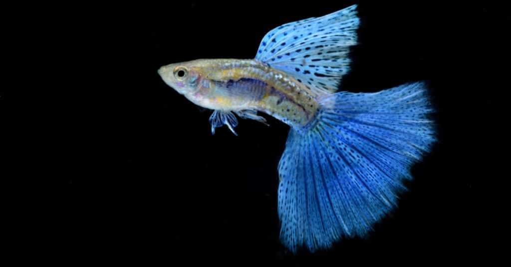 Pesce azzurro - Guppy blu