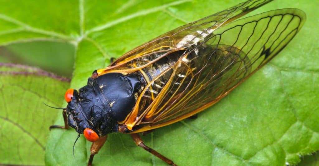 Cicala periodica di 17 anni seduta su una foglia