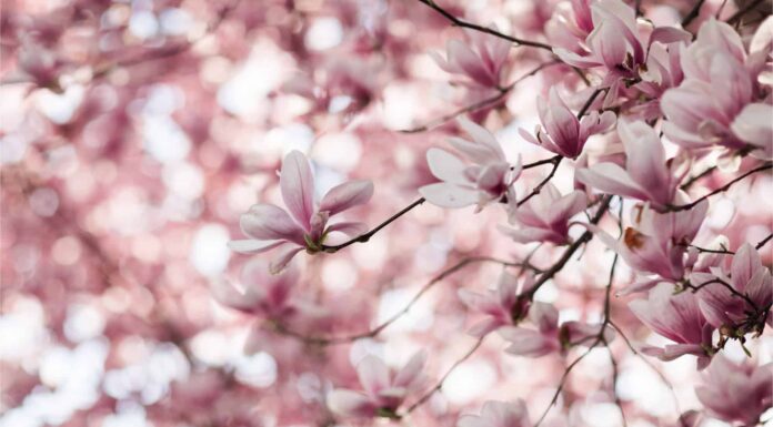 Scopri 10 diversi tipi di alberi di magnolia
