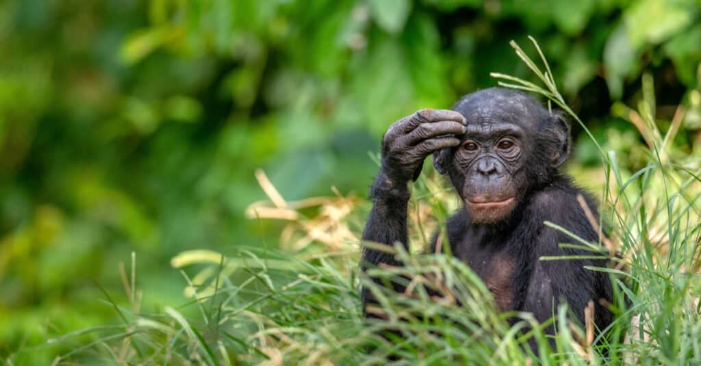 Bonobo che si tiene la testa