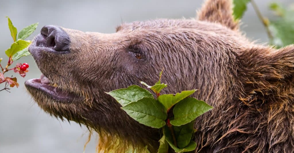 Cosa mangiano gli orsi grizzly - Bacche