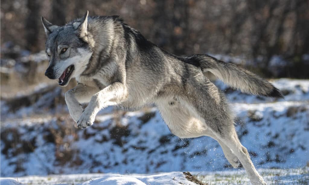 I lupi alfa di Yellowstone