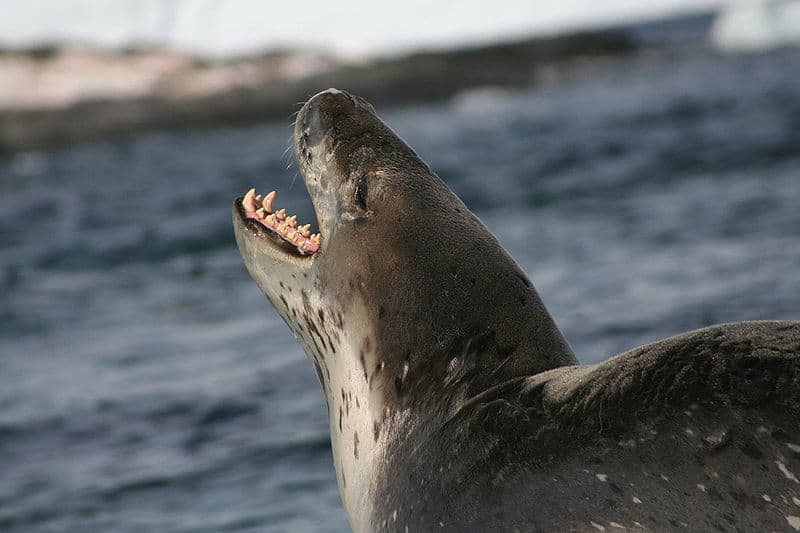 Foca leopardo che va in acqua 10 fatti incredibili sulla foca leopardo