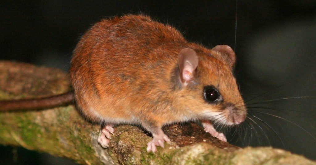 Incredibili animali della foresta pluviale: Vesper Rat