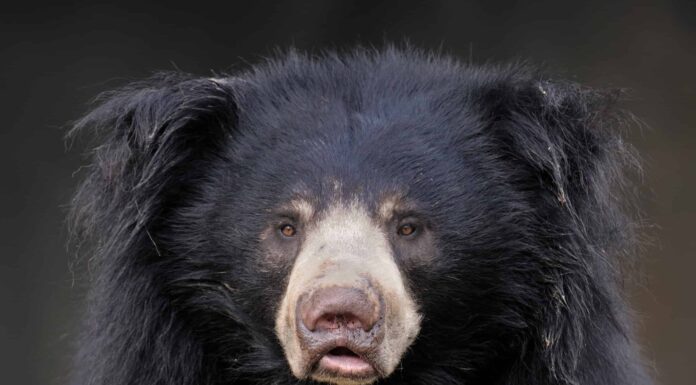 Sloth Bear vs Sun Bear: spiegate le differenze chiave
