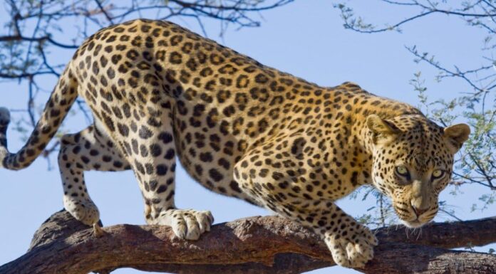 Quanti leopardi sono rimasti nel mondo?
