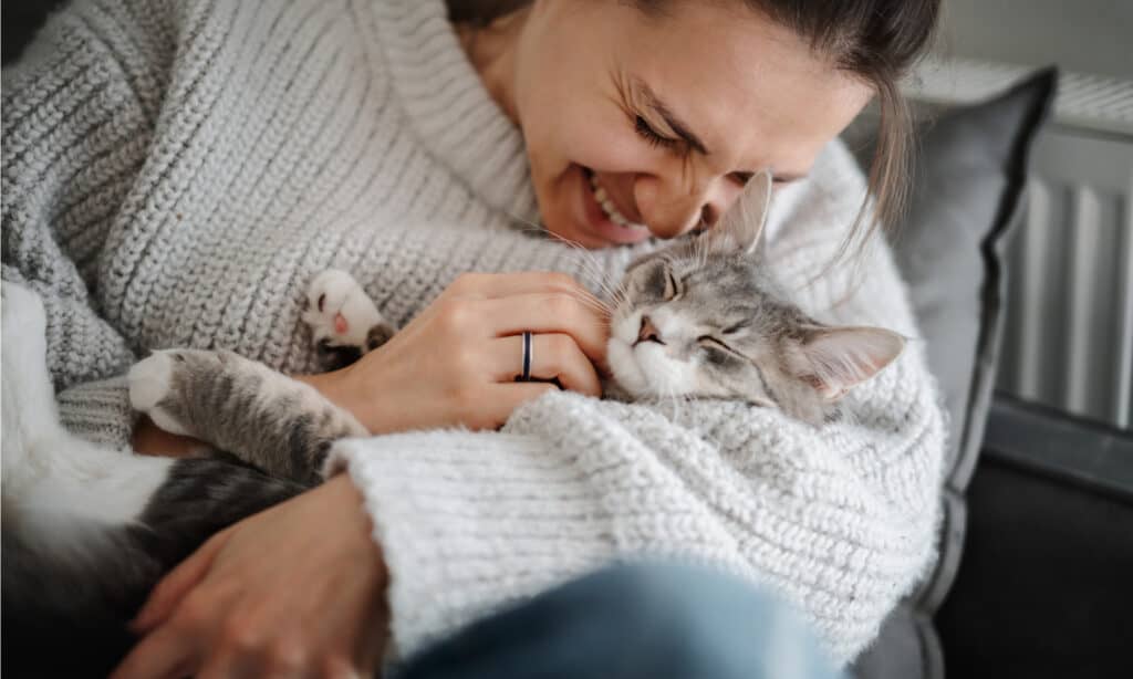 dove i gatti amano essere accarezzati