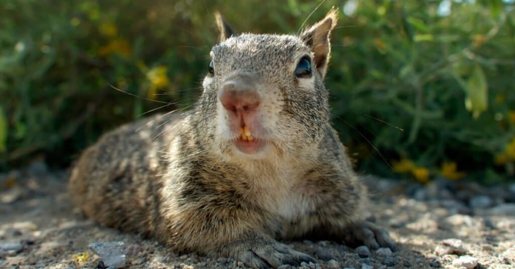 Denti di scoiattolo - Scoiattolo di terra della California