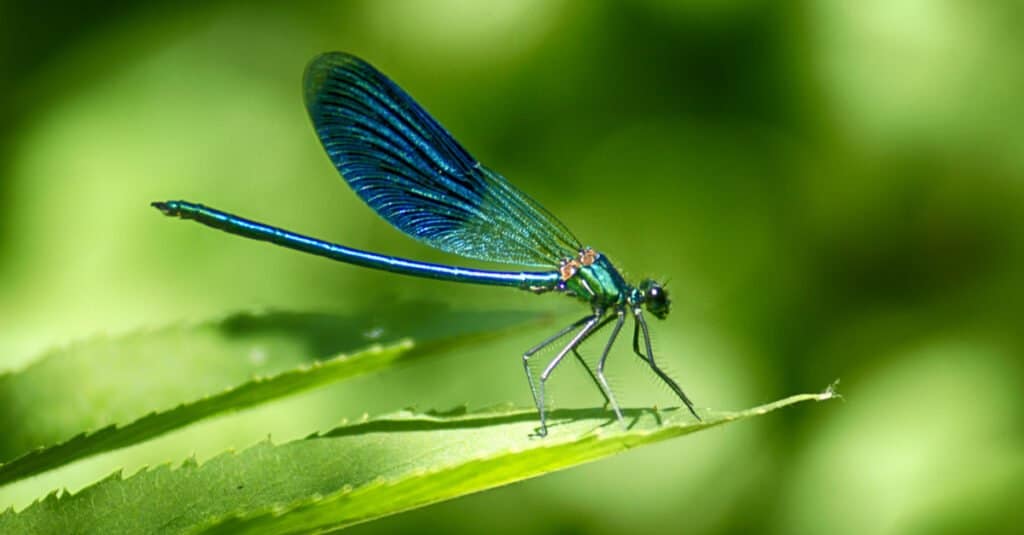 Animali che mangiano insetti – Libellula