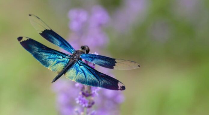 10 Incredible Dragonfly Facts
