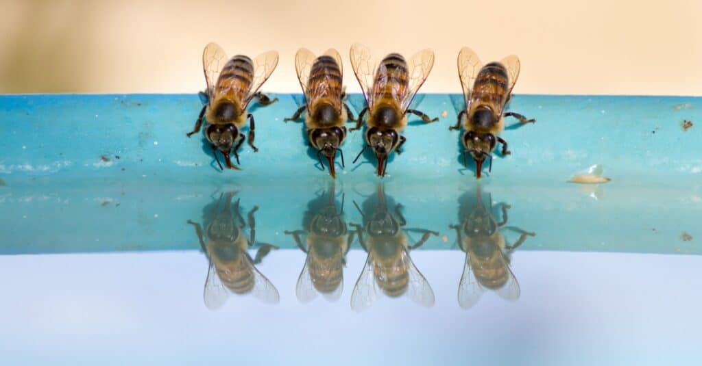 api che bevono acqua