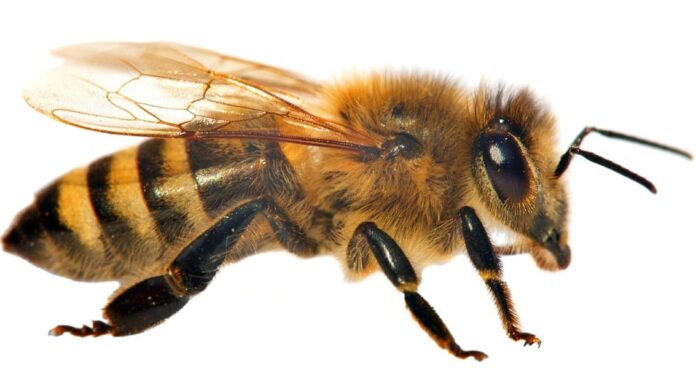 10 fatti incredibili sulle api mellifere
