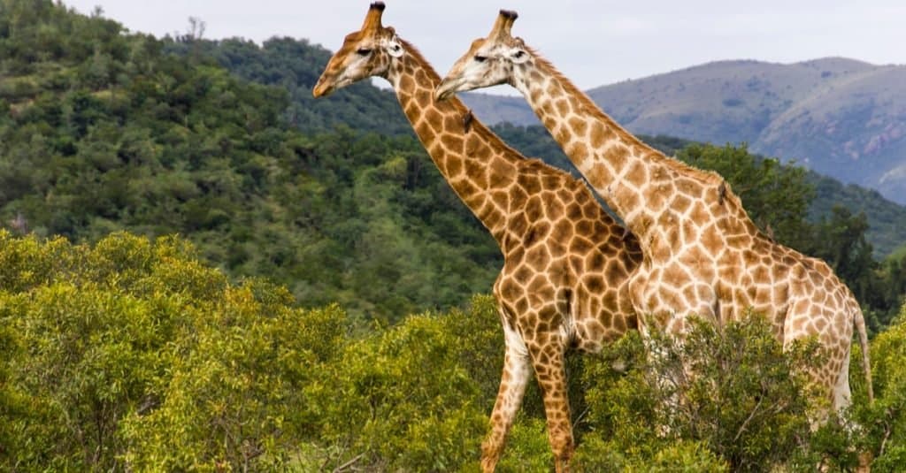 Animali Con Camuffamento: Giraffa