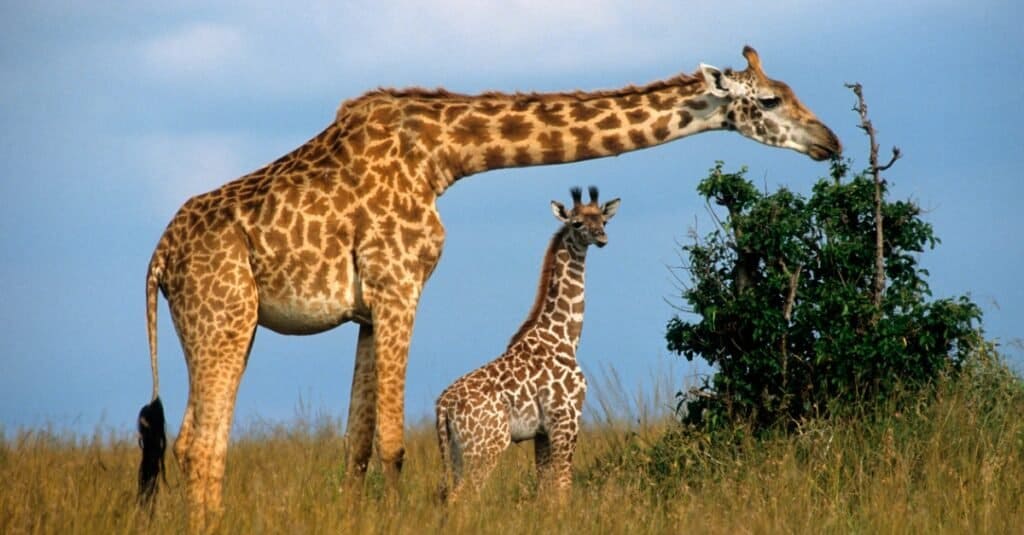 Fatti sulla giraffa - Collo di giraffa