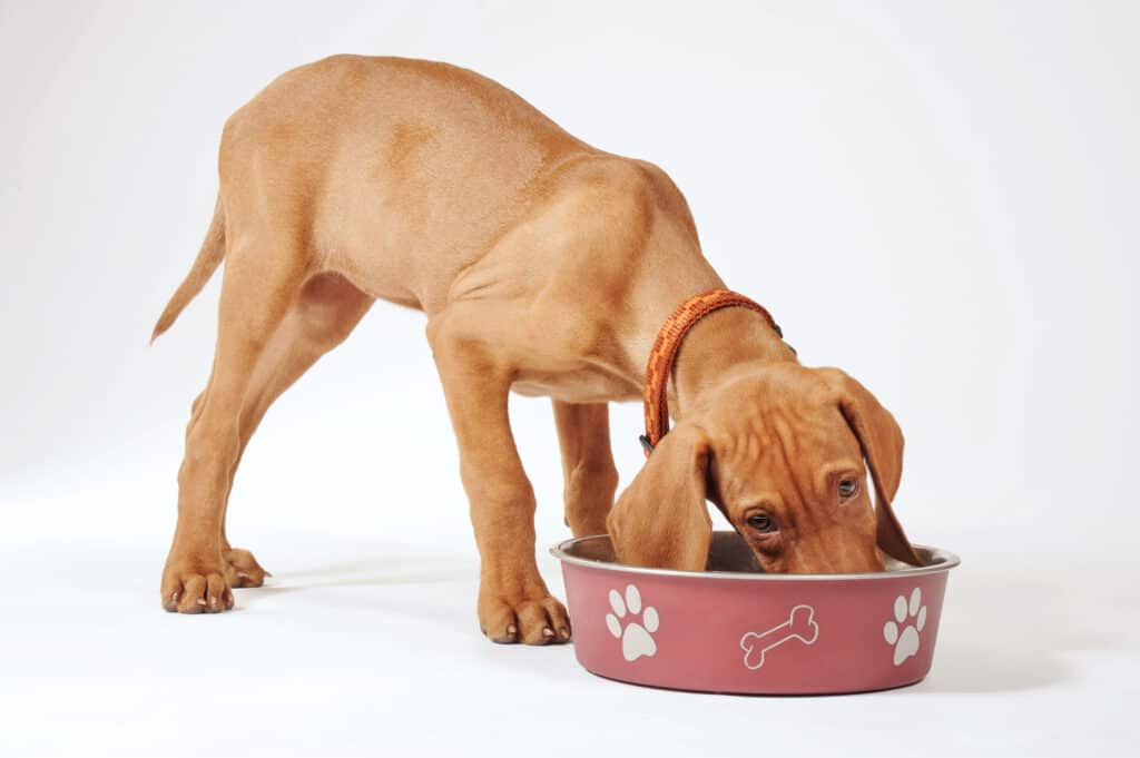 Un cucciolo di vizla color marrone chiaro che mangia da una ciotola color malva con impronte di zampe color crema e ossa che lo adornano, alternandosi.  su sfondo bianco.