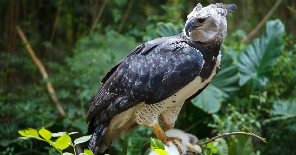 Aquila arpia che guarda indietro a sinistra