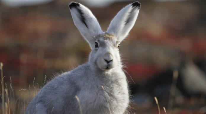 Animals That Change Color- Arctic Hare