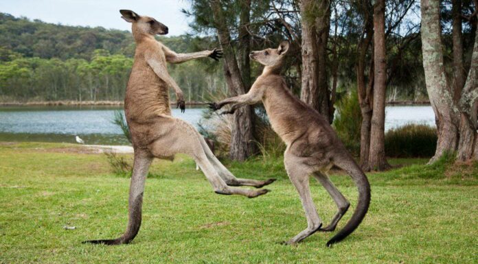 10 Incredible Kangaroo Facts