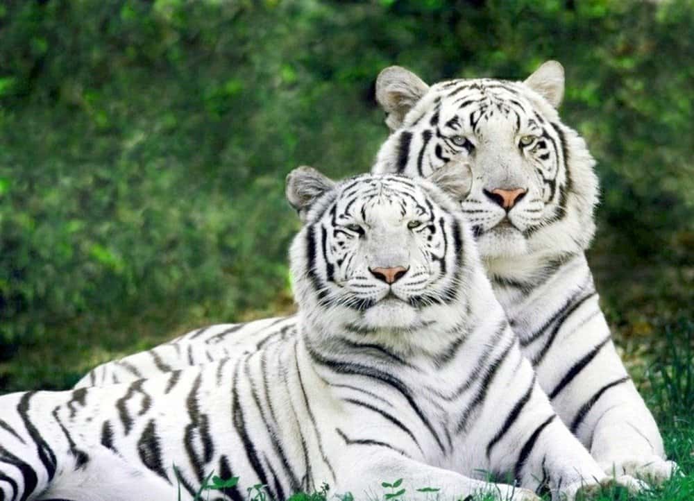 Coppia di tigri bianche