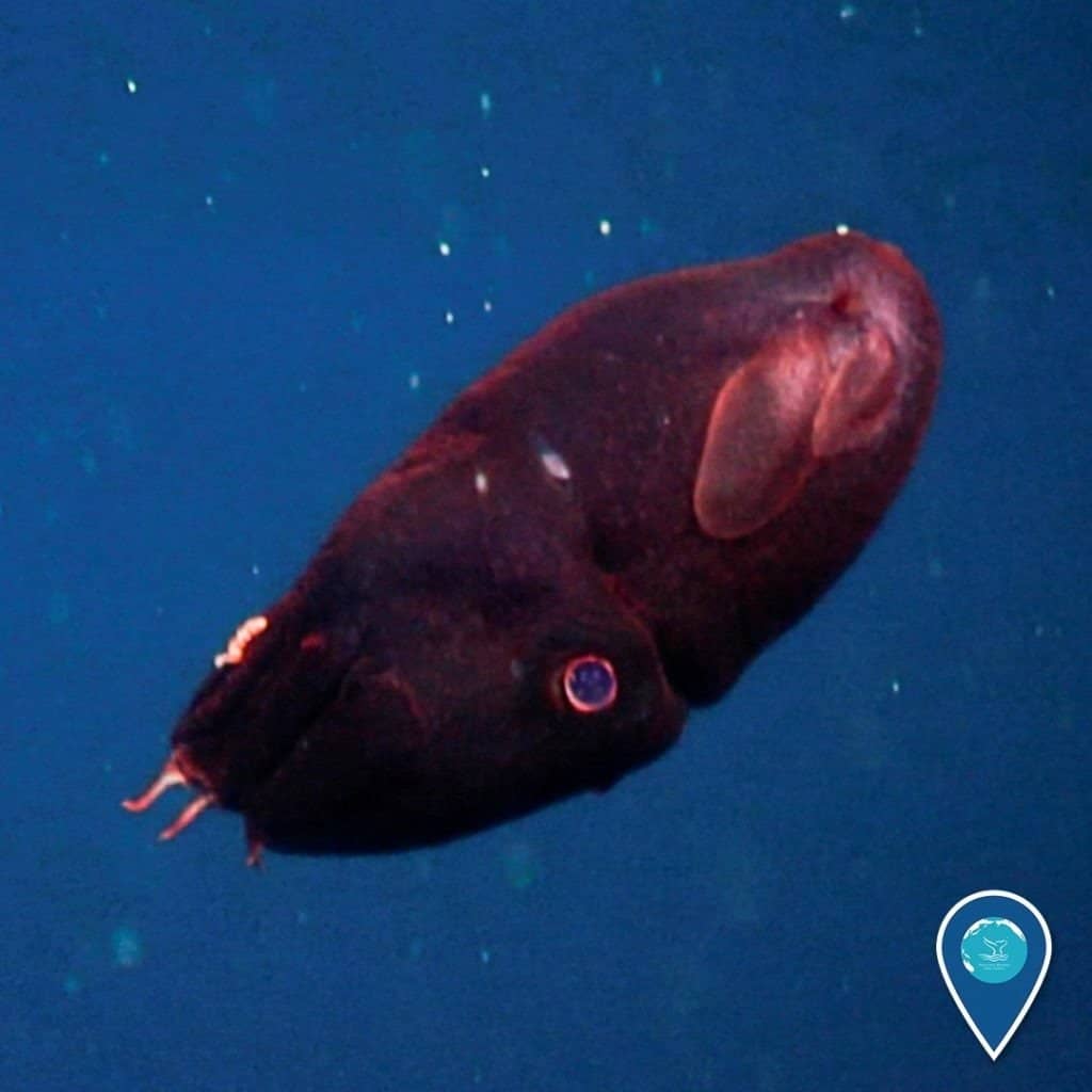 Un giovane calamaro vampiro (Vampyroteuthis infernalis) ha sorpreso l'equipaggio di ricerca quando abbiamo iniziato a risalire da Sur Ridge nel dicembre 2013. Come molti cefalodi di acque profonde, il calamaro vampiro è privo di sacchi di inchiostro.  Invece dell'inchiostro per la difesa, dalle punte delle braccia viene espulsa una nuvola appiccicosa di muco bioluminescente.