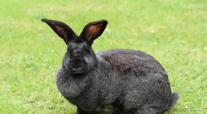 10 fatti incredibili sui conigli
