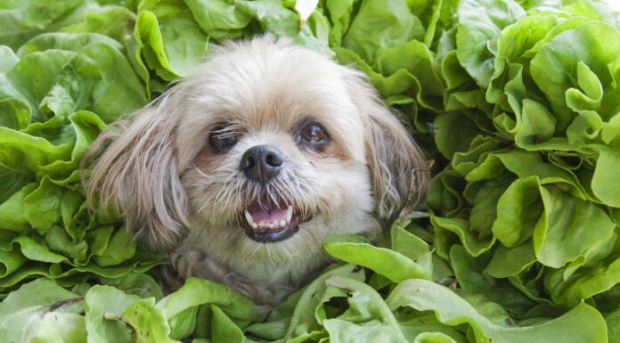 I cani possono mangiare gli spinaci in modo sicuro?
