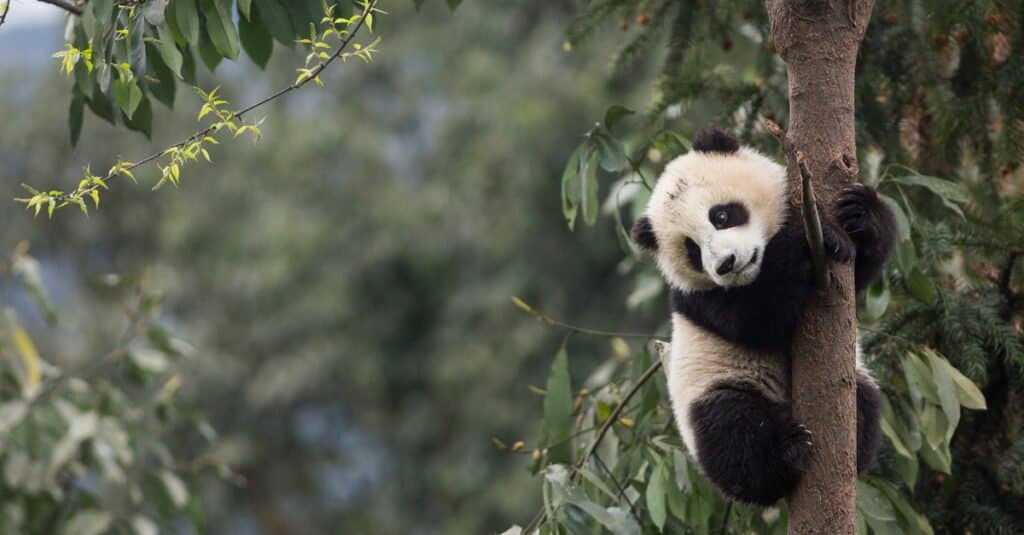 I panda sono pericolosi - Panda gigante