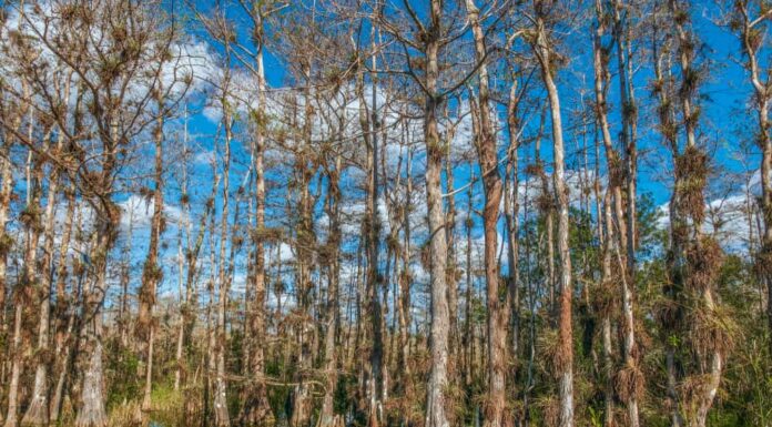 39 alberi maestosi originari della Florida

