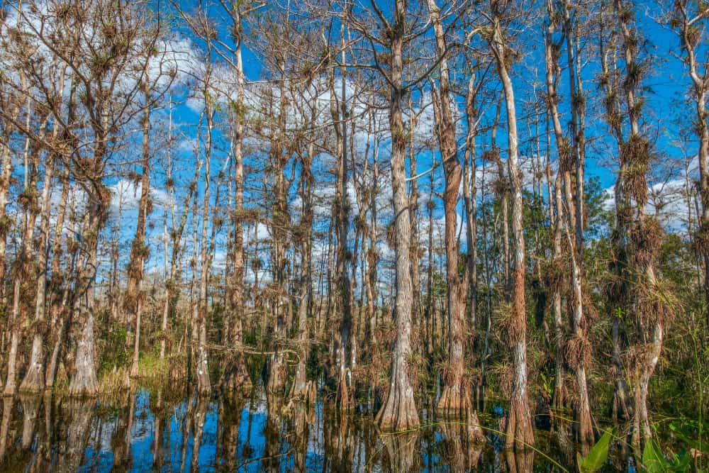 Grande,Cypress,Nazionale,Preserve.,Tamiami,Trail.,Sud,Florida.,Usa