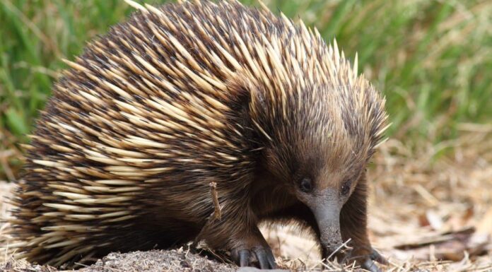 Animals that Eat Insects – Short-Beaked Echidna