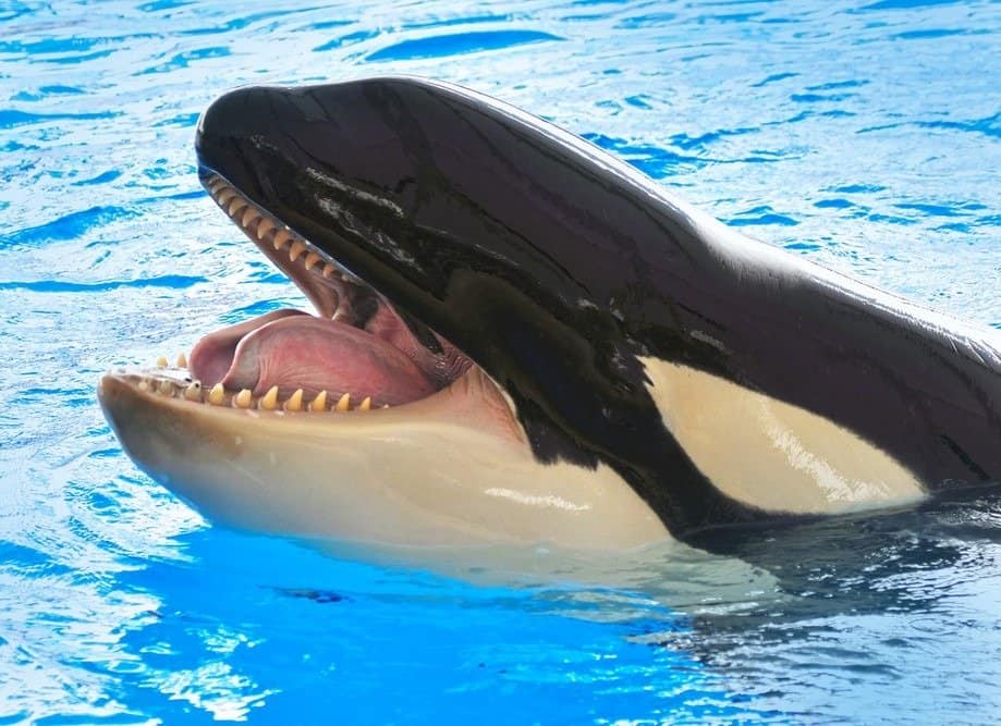 Un'orca assassina, Orcinus Orca