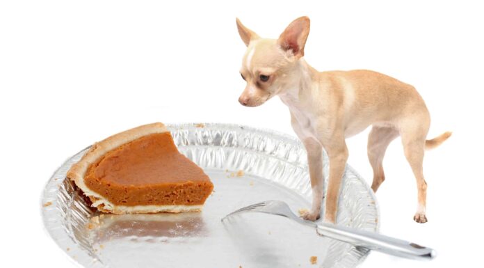  I cani possono mangiare la torta di zucca?  Principalmente no, ma a volte sì
