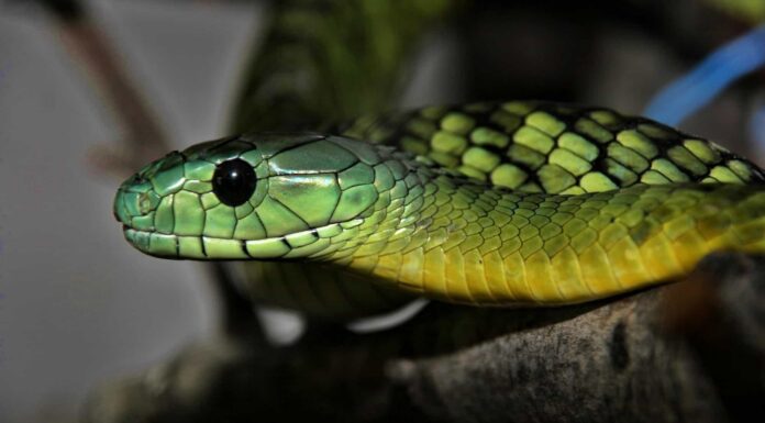 I serpenti hanno gli occhi verdi?
